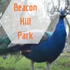 自然を満喫＆動物とふれ合える「Beacon Hill Park」